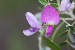 Mundulea sericea